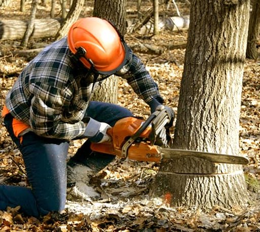 Tree Removal in Marydel, MD